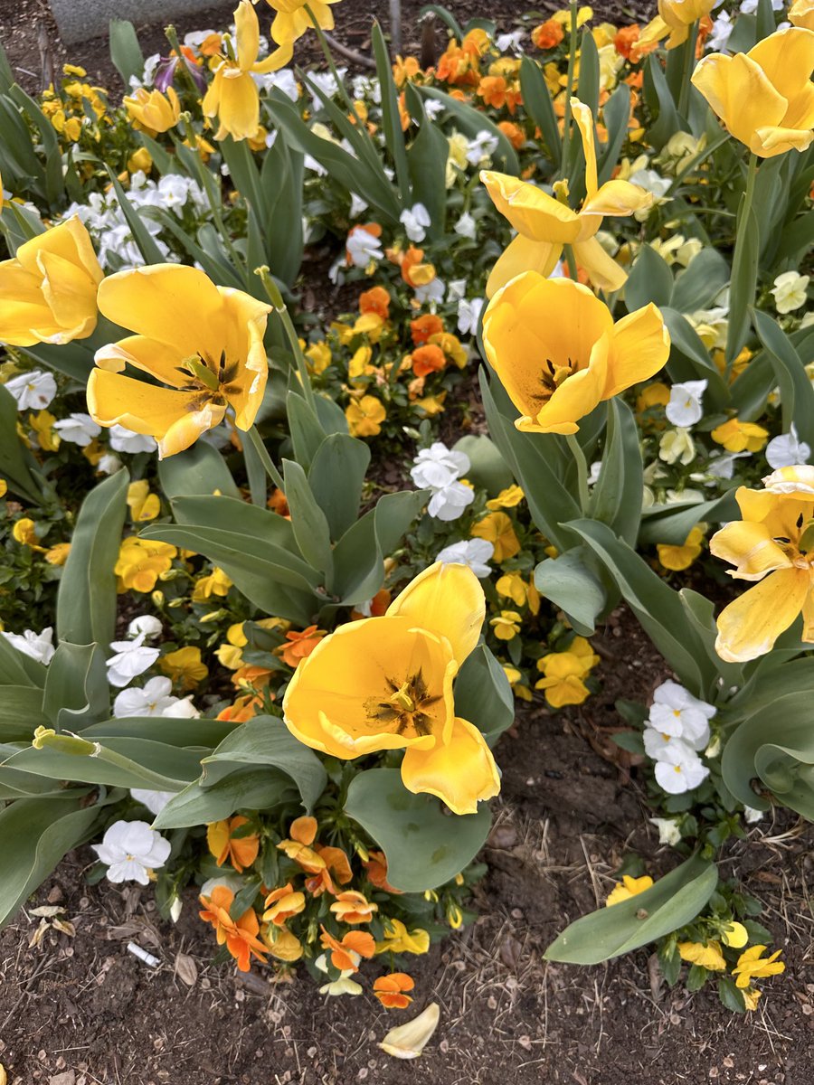 DrBuiPathology's tweet photo. It is such a beautiful day in Washington, DC. The “Hill Day” visit was not just work, but also a lot of fun. #SetThePath23 @CAPDCAdvocacy https://t.co/2r2mYKC0hA
