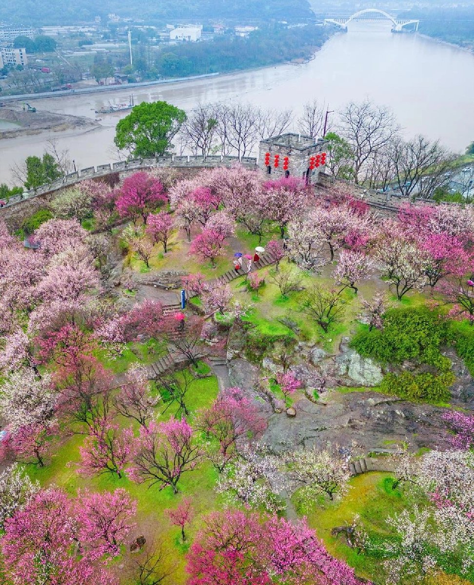 Linhai beautiful photo📸
雨天，梅花，台州府城，我想景色不输美色吧😜 https://t.co/LuZioTXLFY