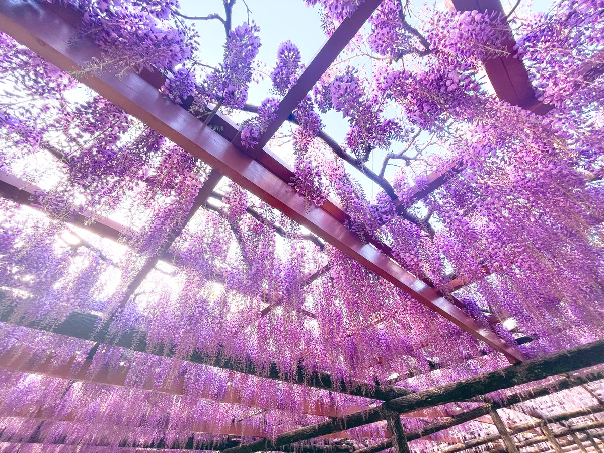 #藤の花
#藤
#wisteria
#wisteriaflowers
#津島
#天王川公園
#花
#flowers
#iPhone13
#ファインダー越しの私の世界