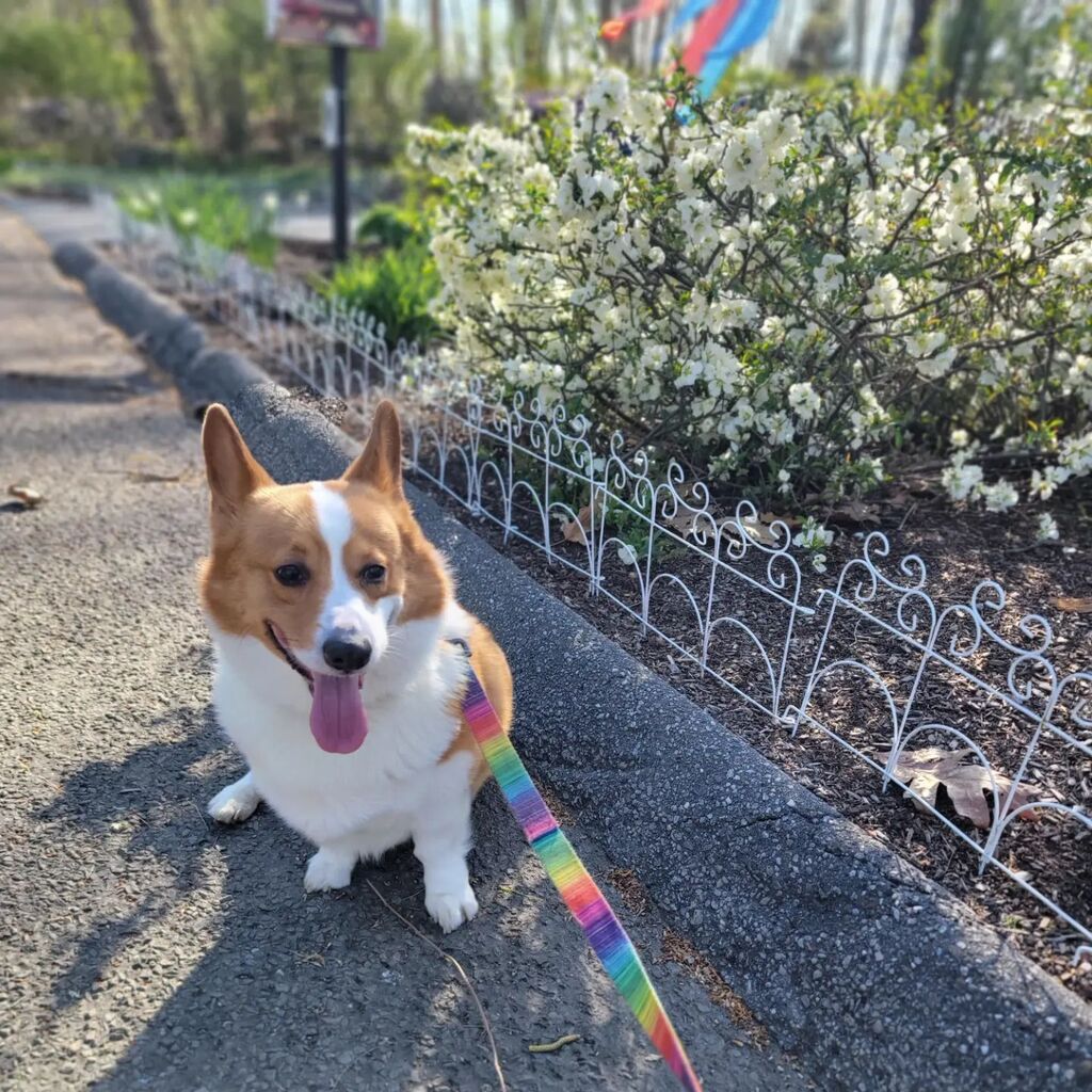 foolofapup's tweet photo. Ah, spring 🌸 https://t.co/0KsDBFohx0 https://t.co/a4kGK39CeJ