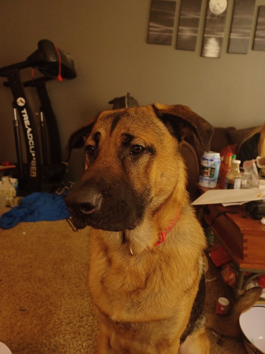 lnelson73174's tweet photo. I have a friend that needs to rehome their beautiful 1 yr old german shepherd as soon as possible. His name's Grizzly. He's very loving, energetic and loves to play! If interested please send me a dm or call or text me at 360-846-0790. https://t.co/Fmj1iUu7kZ