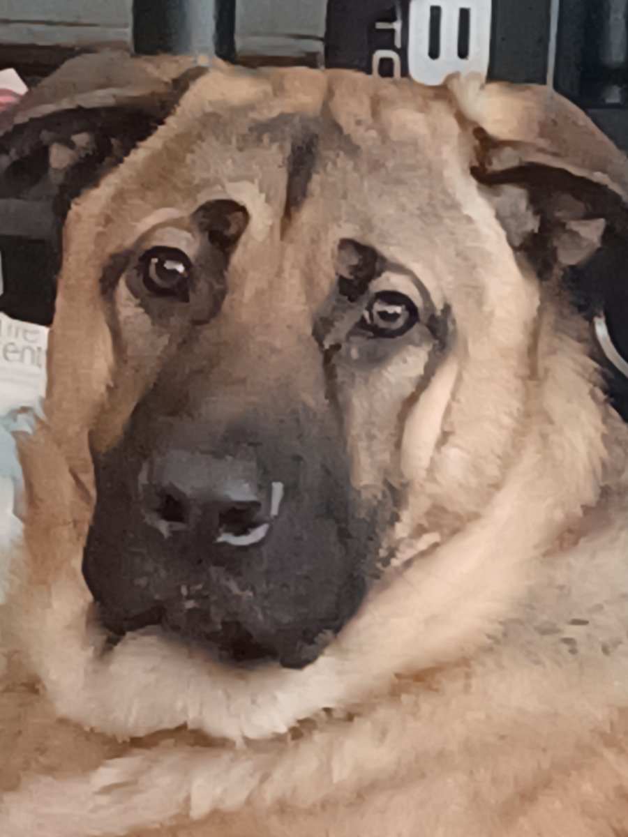 lnelson73174's tweet photo. I have a friend that needs to rehome their beautiful 1 yr old german shepherd as soon as possible. His name's Grizzly. He's very loving, energetic and loves to play! If interested please send me a dm or call or text me at 360-846-0790. https://t.co/Fmj1iUu7kZ