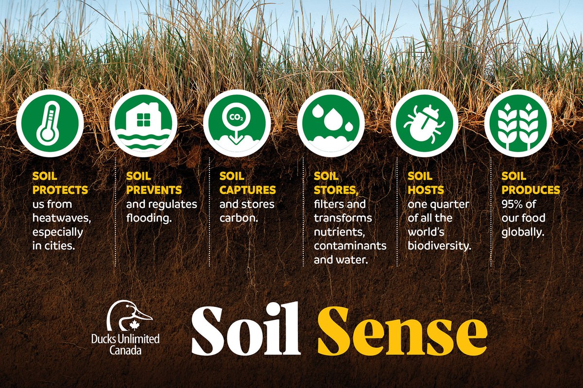 CanadianBeef's tweet photo. This week is #SoilConservationWeek. We understand the importance of healthy soil, so we've created a few video resources highlighting the strategic work beef farmers and ranchers do to maintain it. Check out and share our playlist on soil sustainability: https://t.co/8lsuGedYbg https://t.co/XFy6kMHFjP
