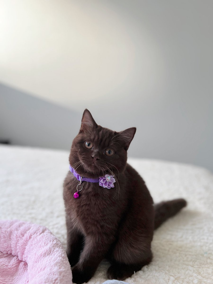 Hooman made me wear this purple flower collar, do you like it? 🤎
#britishshorthair #cats