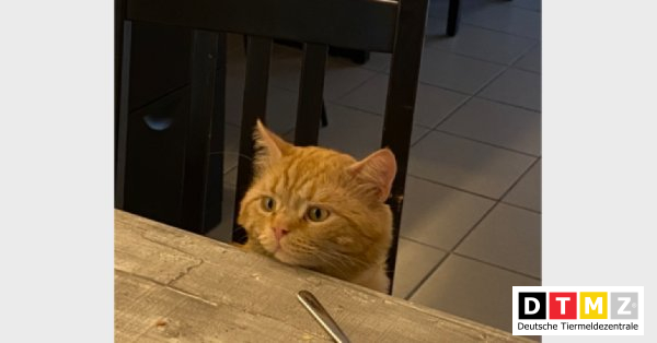 bogdanowskyru's tweet photo. #Suchmeldungen #Kater #verschwunden #BKH 18.02.2023 - Kater Momo verschwunden in 45897 Gelsenkirchen https://t.co/FTJpQO0Wxq https://t.co/RHolNGjY58
