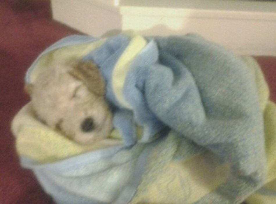 jhayusb's tweet photo. when i say i got that dog in me this is what i mean https://t.co/ziNgjD0AEv