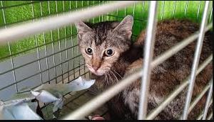 nuevo caso (no salimos de uno y ya entramos en otro), 19 gatitos entre 5 meses y 4 años en colonia semiferal en Paine, necesitamos esterilizar a 12, nos ayudan <a href="/carolinapinoc/">Caro 🌲 C.</a> <a href="/msmaltesse/">Manuel</a> <a href="/Betitamadrid/">Bea 💚🎈🌳💙🎶💜✨️🌻🐾💪🌷</a> <a href="/PatricioCamposi/">Patricio Campos</a> <a href="/sevechica/">Cecilia Valenzuela</a> <a href="/_NataSilva/">Nata Silva</a> <a href="/Leandra1978/">pobresárboles</a> <a href="/TANACHILE/">ALE 🦉🚺♂️</a> plis RT 🙏