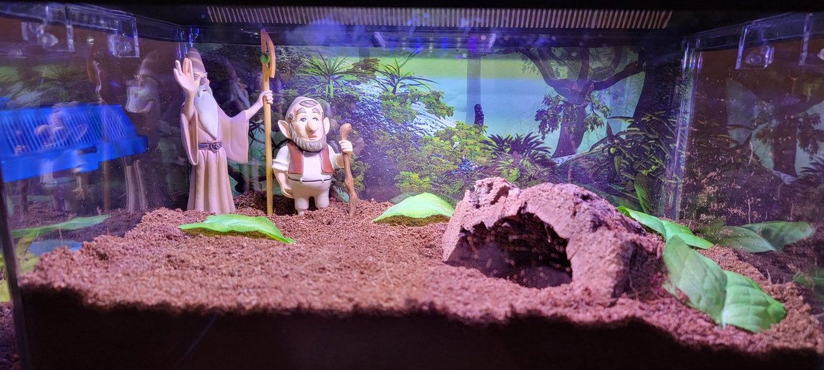 PoorlyDrawnGuy's tweet photo. Norvilles new enclosure is looking pretty rad. I can't wait to get him in there!👍😀🕸🕷
#tarantulas #TarantulaEnclosure #SpiderPetsAreBestPets https://t.co/bhgSeoamwr