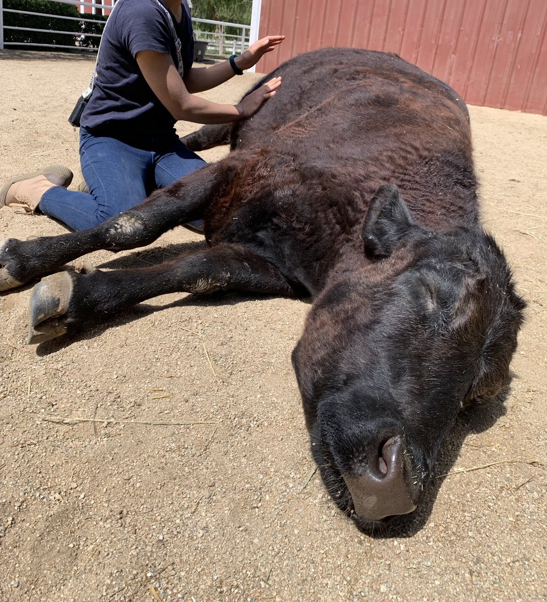 usinger_hare's tweet image. 牛とハグできるカウ・ハグ・セラピーができると聞いてたのですが、牛ちゃんの方が先にセラピーされちゃいました😪笑

The Gentle Barn🇺🇸