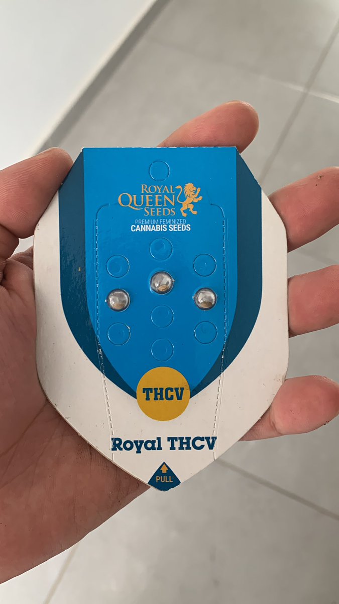 AlexGrowerMx's tweet photo. Se viene siembra de Royal THCV por parte de @royalqueenseeds https://t.co/iWtj4F6m0t