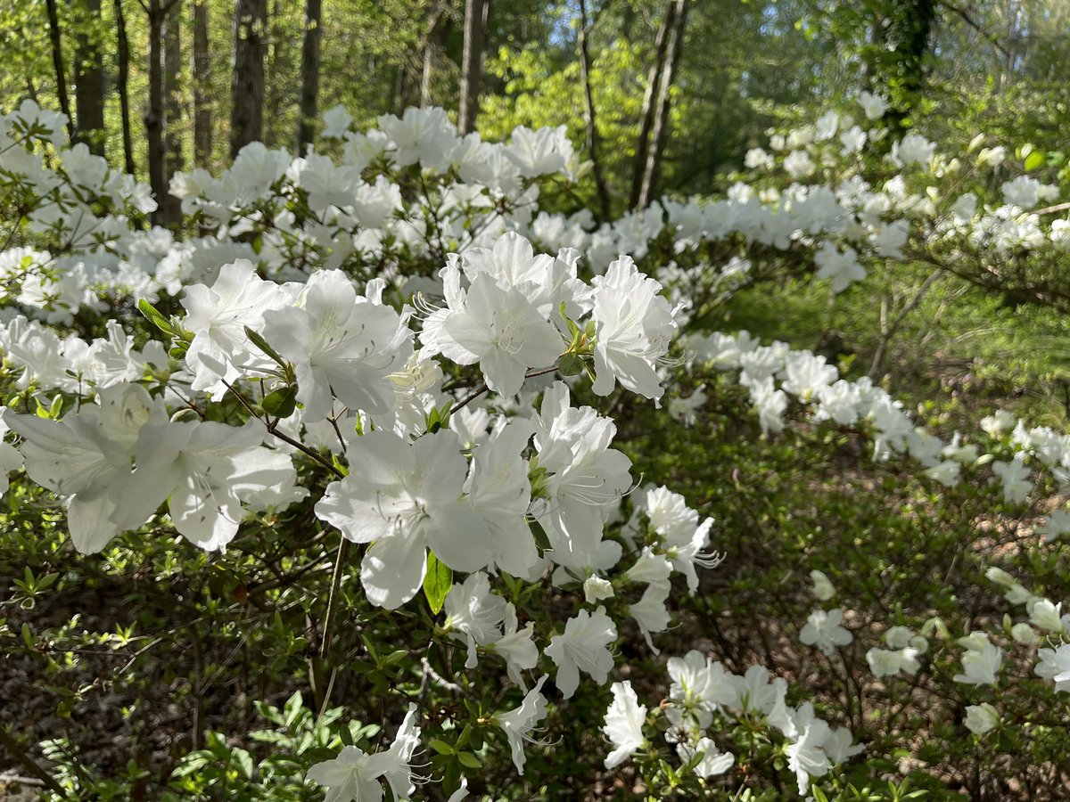 Azaleas are in bloom. It must be spring 🐇
