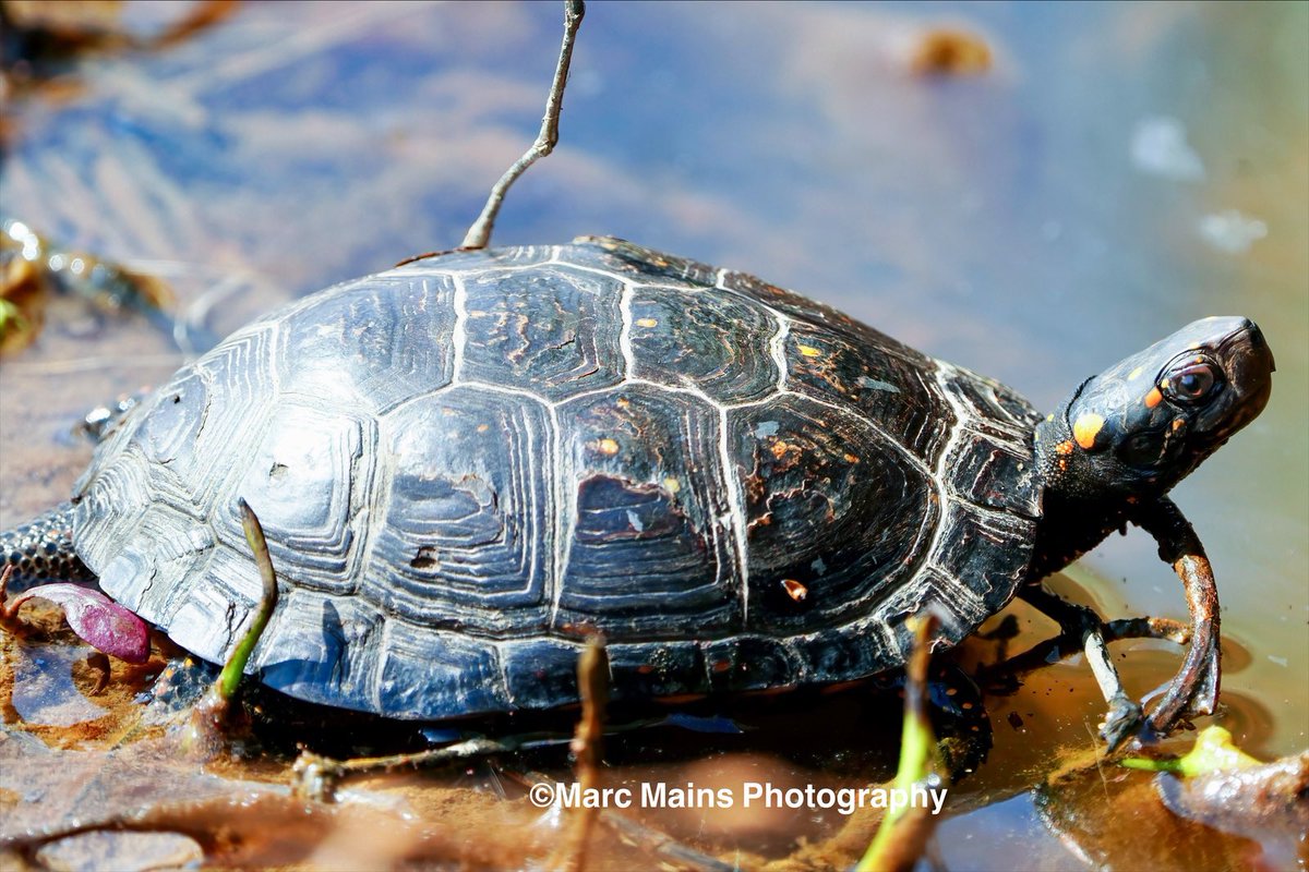 DaWildlifeNinja's tweet photo. One of the most stunning turtles in Virginia, this is a Spotted Turtle (Clemmys guttata).
#herpetology #herpetologist #wildlife #conservation #wildlifephotography #nature #naturephotography #animal #animallovers #animalphotography
#turtle #turtles๐ข #turtlephotography https://t.co/DdWM0M9Juo