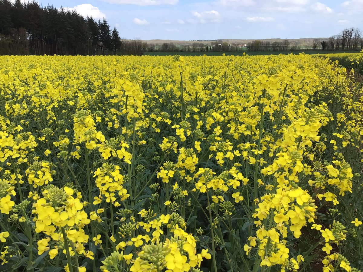 StephVivienMas's tweet photo. Aujourd’hui essai R&d #colza #masseeds dans le #21 nord #dijon il fait presque beau (pleut pas 🐸) les flo commencent à s intensifier beau potentiel finalement elles sont balaises les plantes d’hiver À suivre….ici on trouve des nouveautés,des variétés #Columbia #kombia #DC2191 https://t.co/QOqtHTZBUC