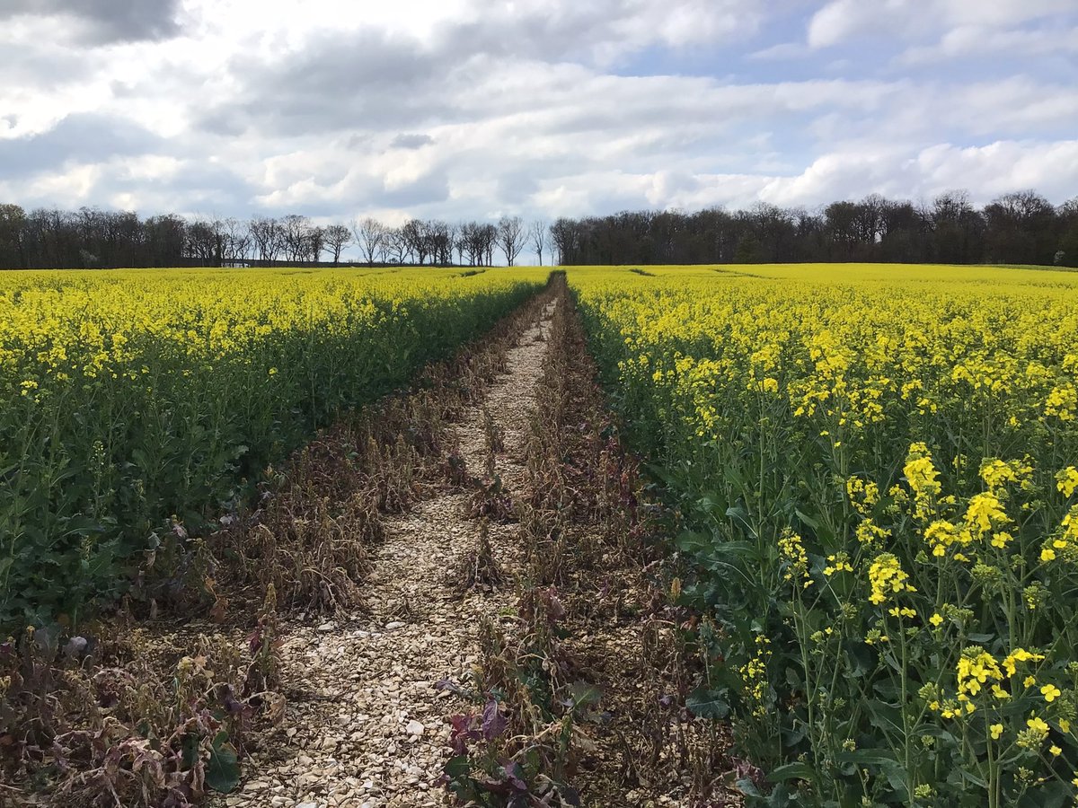 StephVivienMas's tweet photo. Aujourd’hui essai R&d #colza #masseeds dans le #21 nord #dijon il fait presque beau (pleut pas 🐸) les flo commencent à s intensifier beau potentiel finalement elles sont balaises les plantes d’hiver À suivre….ici on trouve des nouveautés,des variétés #Columbia #kombia #DC2191 https://t.co/QOqtHTZBUC