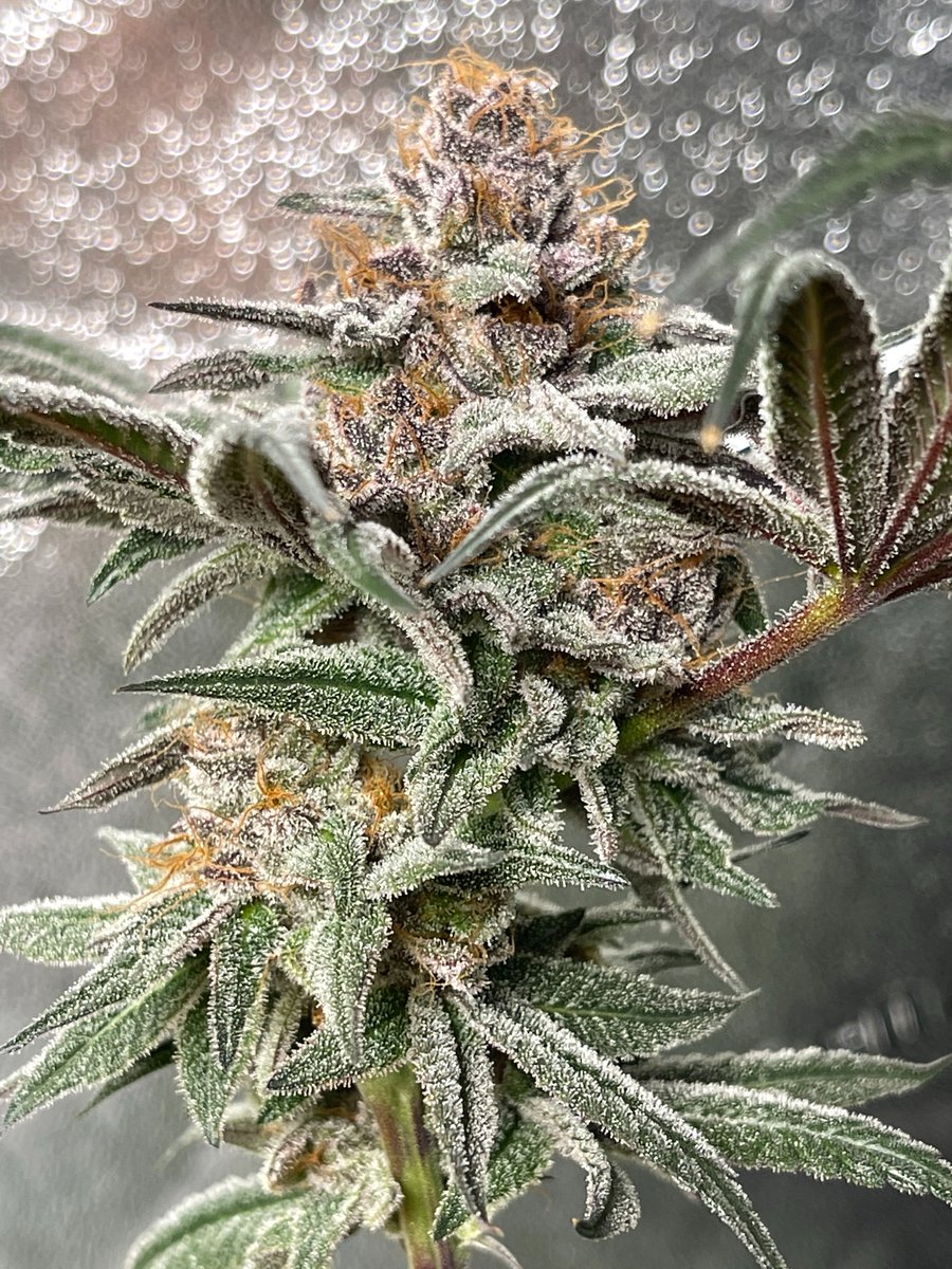 Easy Money expect a vibrant mix of color inside and out on these flowers with greens and purples intermixing among the large swollen calyxes
Link in Bio for more info

#Mmemberville #CannabisCommunity #Homegrow #JGYO #CannaFam #Garden
