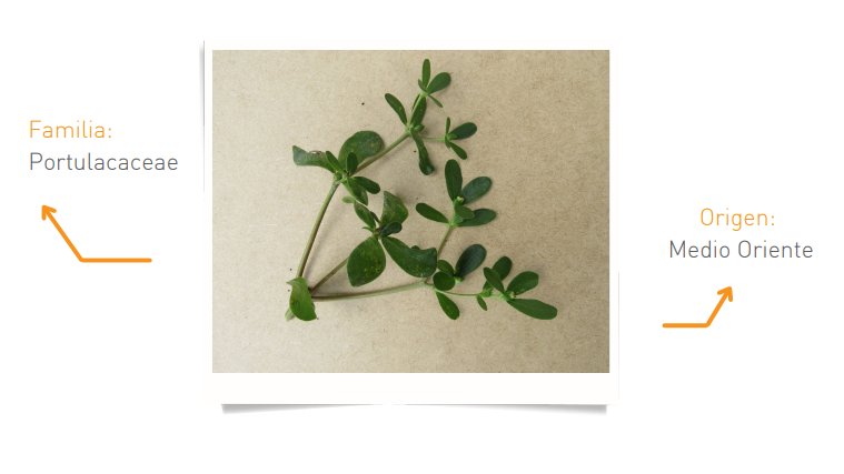 aecidecuador's tweet photo. ¿Sabías que la 𝘃𝗲𝗿𝗱𝗼𝗹𝗮𝗴𝗮 en Timbiré se usa para aliviar dolores de cuerpo? 👉Montes de Timbiré: manual de plantas de uso medicinal y condimentario.
Descargar 📔📥 https://t.co/zHEYGxiuVv
@FundacionLunera-#AMATIF | PGR @FronteraNorteEC con el apoyo de la #UE y #AECID https://t.co/bELiZD8C4h