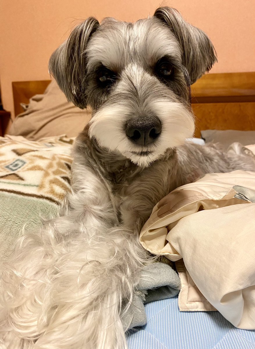 datechaki's tweet photo. 🐶ご挨拶🐶
5歳になったので改めてご挨拶！
ミニチュアシュナウザーのチャキです☺
元気いっぱいの男の子🐶🐶✨

よろしくお願いします☺☺💖💖
#ミニチュアシュナウザー 
#犬好きな人と繋がりたい 
ワンちゃん垢はフォロバさせて頂きます🐶🐶✨ https://t.co/S5EXTvBzkM