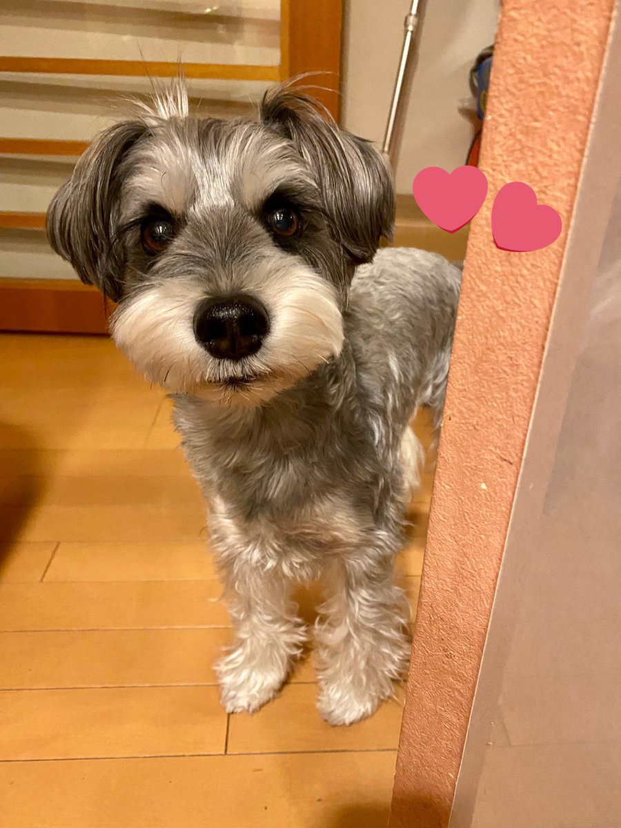 datechaki's tweet photo. 🐶ご挨拶🐶
5歳になったので改めてご挨拶！
ミニチュアシュナウザーのチャキです☺
元気いっぱいの男の子🐶🐶✨

よろしくお願いします☺☺💖💖
#ミニチュアシュナウザー 
#犬好きな人と繋がりたい 
ワンちゃん垢はフォロバさせて頂きます🐶🐶✨ https://t.co/S5EXTvBzkM