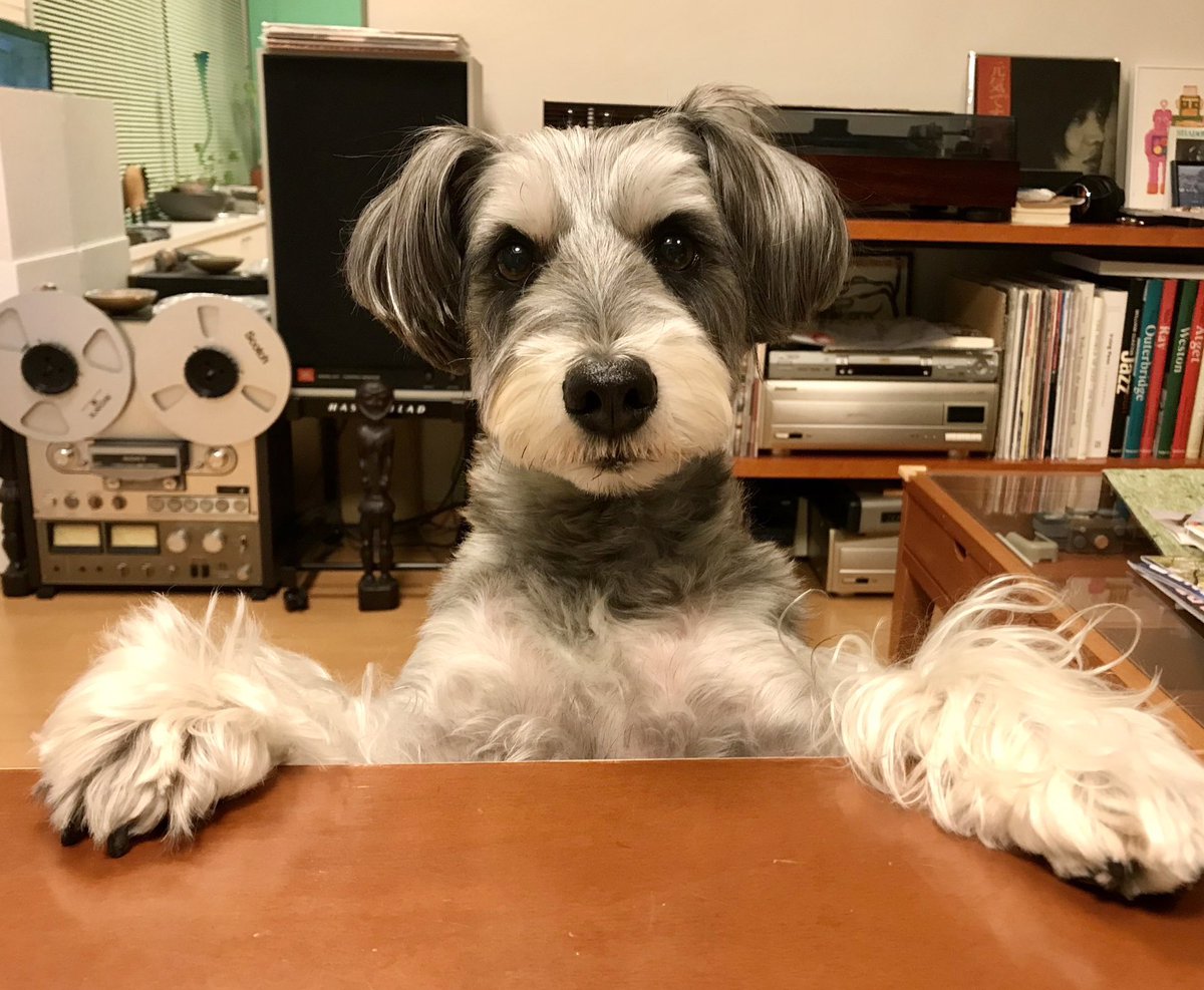 datechaki's tweet photo. 🐶ご挨拶🐶
5歳になったので改めてご挨拶！
ミニチュアシュナウザーのチャキです☺
元気いっぱいの男の子🐶🐶✨

よろしくお願いします☺☺💖💖
#ミニチュアシュナウザー 
#犬好きな人と繋がりたい 
ワンちゃん垢はフォロバさせて頂きます🐶🐶✨ https://t.co/S5EXTvBzkM