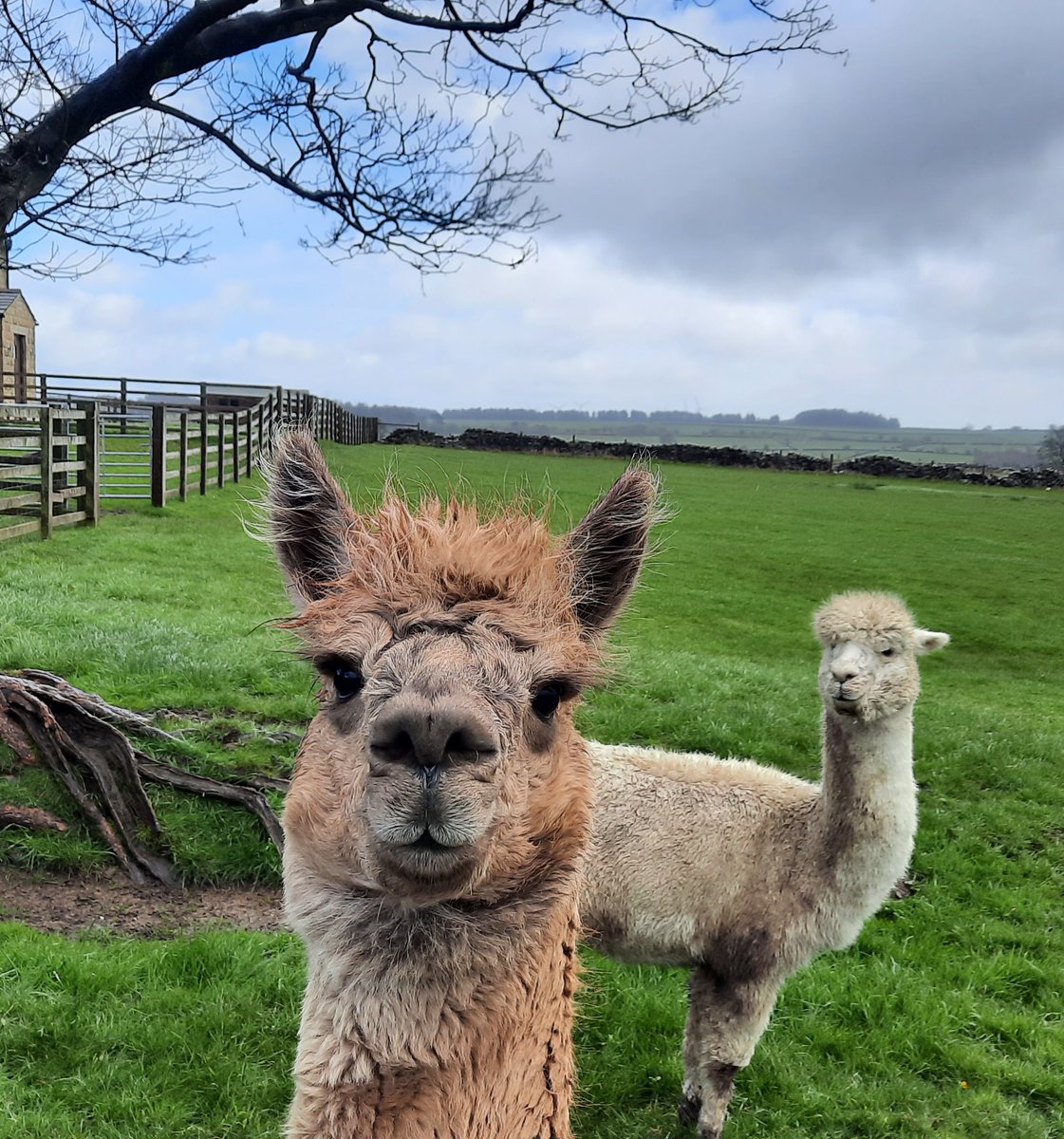 Michaeldwood74's tweet photo. Wonderful few days exploring #Yorkshire over the Easter break. From #Fewston to #FountainsAbbey. A welcome treat. https://t.co/NN2FOecfQo