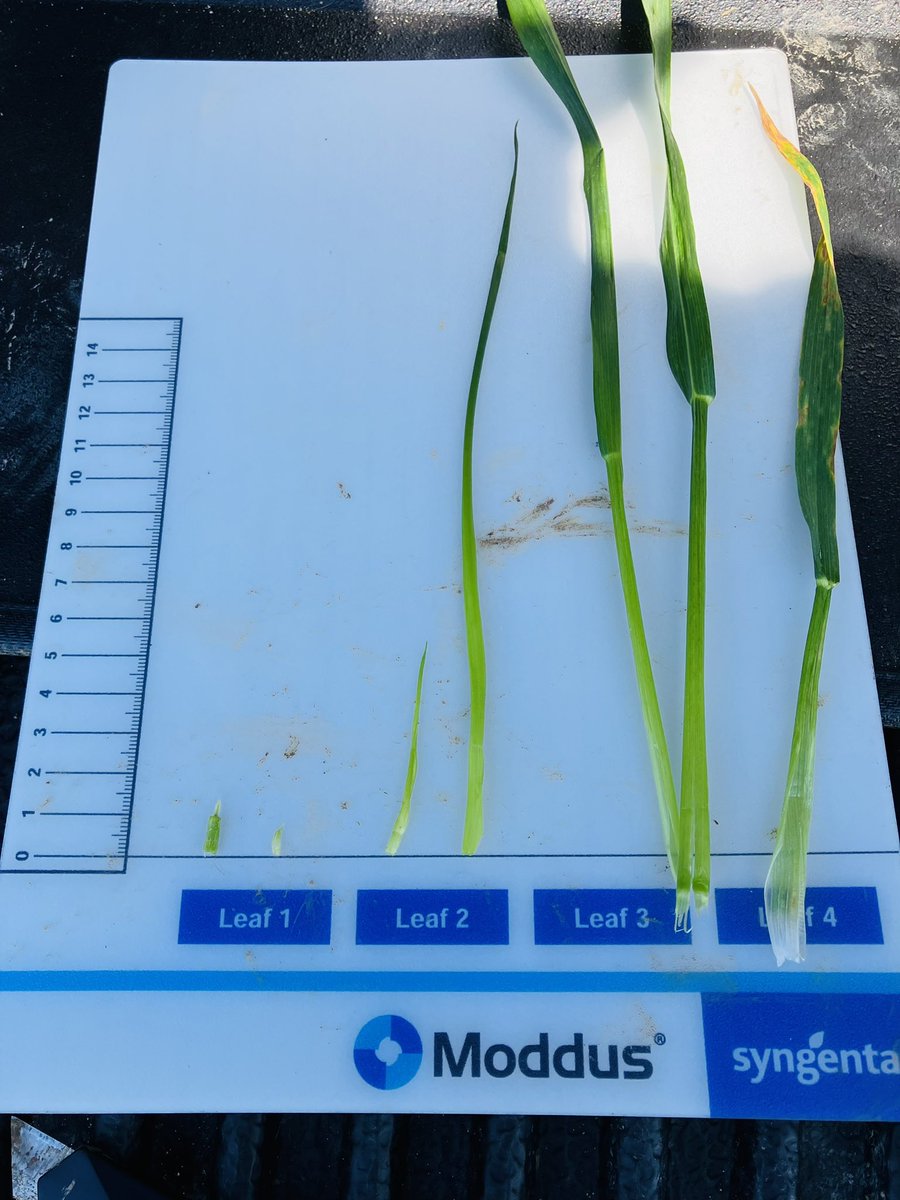 Sam Collins tweet media