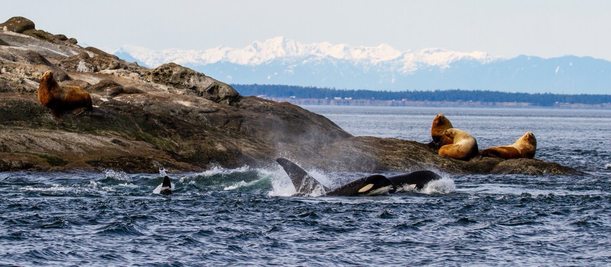 ThePWWA's tweet photo. When you wake up to see the Salish Sea's top predators cruising by your haulout, it's not a bad idea to just hit the snooze.
📷: Sidney Whale Watching
#sealions #biggskillerwhales #biggsarethebalance #salishsea #springwhalewatching #pwwa https://t.co/OwErzK6w64