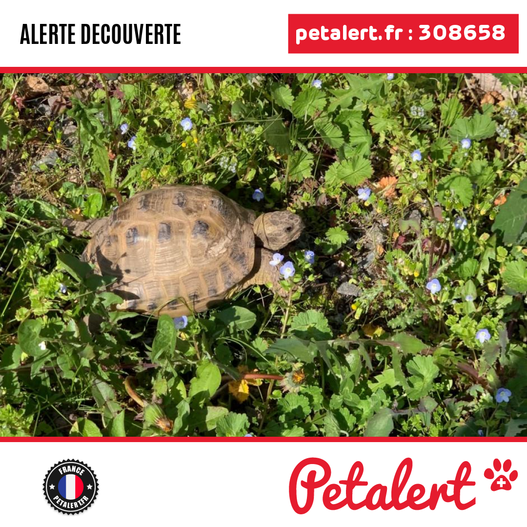 petalert_france's tweet photo. Trouvé #Tortue #TerritoireDeBelfort #Etueffont #Petalert #PetAlert90 / https://t.co/ExXoIGK4GY https://t.co/L2te1yE4No