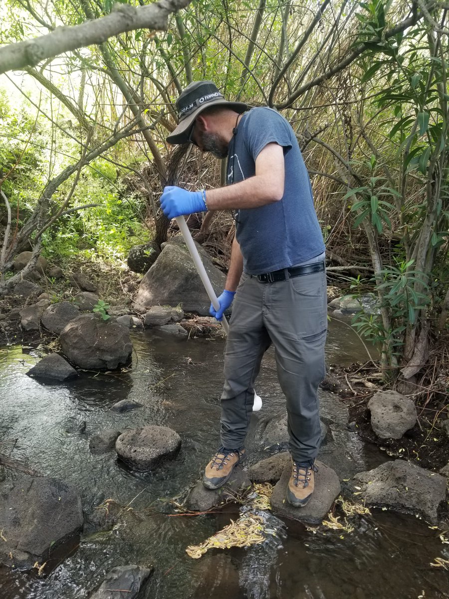 Shaked Stein tweet media