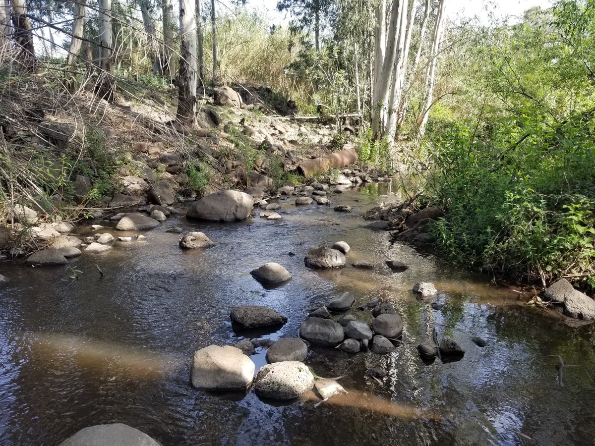 Went to the field today to collect water and sediment samples from the Meshushim Stream to find out the sources of pathogen contamination in the basin. Exciting 2 years ahead of us! #IOLR, #contaminanttransport, #Pathogens, #Environmentalcontamination