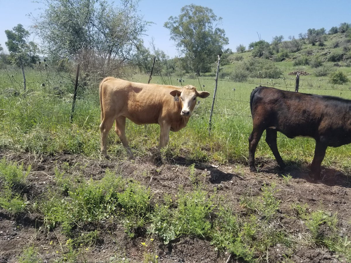 Shaked Stein tweet media