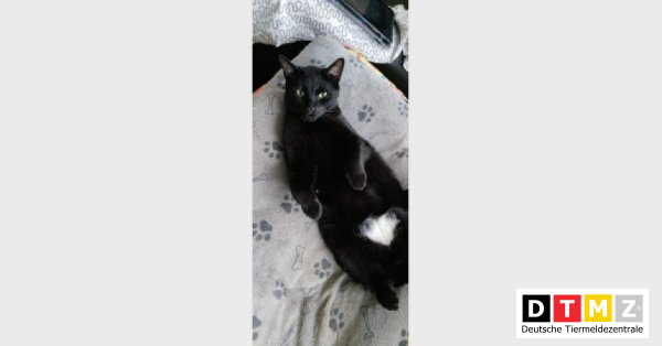 bogdanowskyru's tweet photo. #Suchmeldungen #Kater #vermisst #Hauskatze 18.04.2023 - Kater Jerry vermisst in 21149 Hamburg https://t.co/ngz9G3maAP https://t.co/2mBZDnxAZq