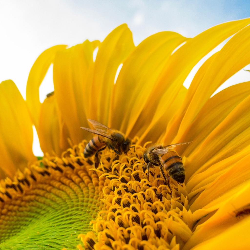Did you know... we have adopted 1 million honeybees in a bid to reverse the decline in England and to improve environmental biodiversity 🐝

We're excited to be doing our bit to look after the bee community and give back to our natural environment 🌎️

#BEAUTYPROEarthDay