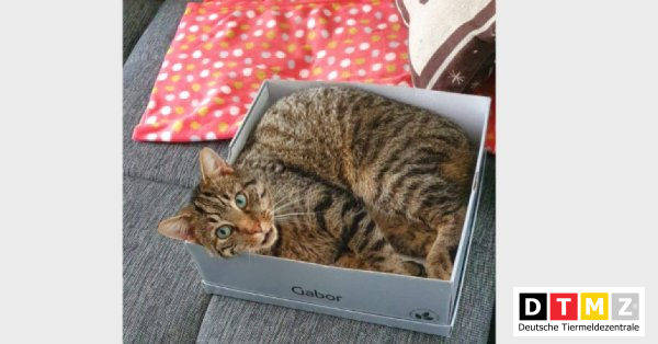bogdanowskyru's tweet photo. #Suchmeldungen #Kater #vermisst #Hauskatze 12.04.2023 - Kater Tiger vermisst in 25364 Brande-Hörnerkirchen https://t.co/PercjXiDUD https://t.co/0XtWfZoFma