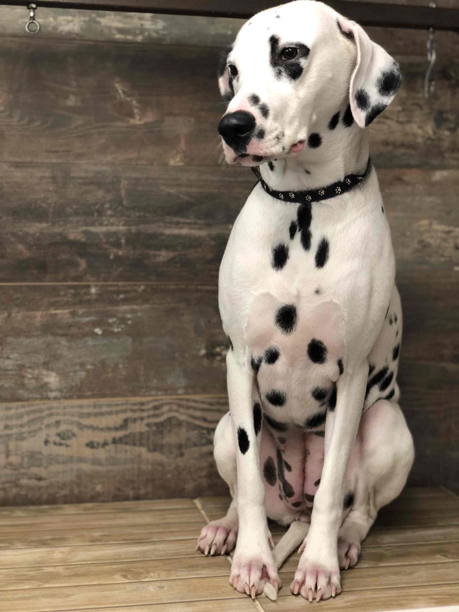 DogSaloon's tweet photo. 🐾 Si on aime toutes les races chez Dog Saloon, celle-ci est incroyable ! Une vraie beauté ! 🐾 #dogsaloon #dogsaloonimes #dogsaloontoilettage #toilettagenimes #dog #doglovers https://t.co/digoZDN0yB