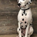 Photo by Dog Saloon (@DogSaloon)