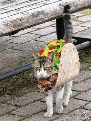 I just couldn't resist #TacoTuesday

#TacoCat #CatsofTwitter #humour 🤣🐱🌮 

via  @JackiesBuzz
