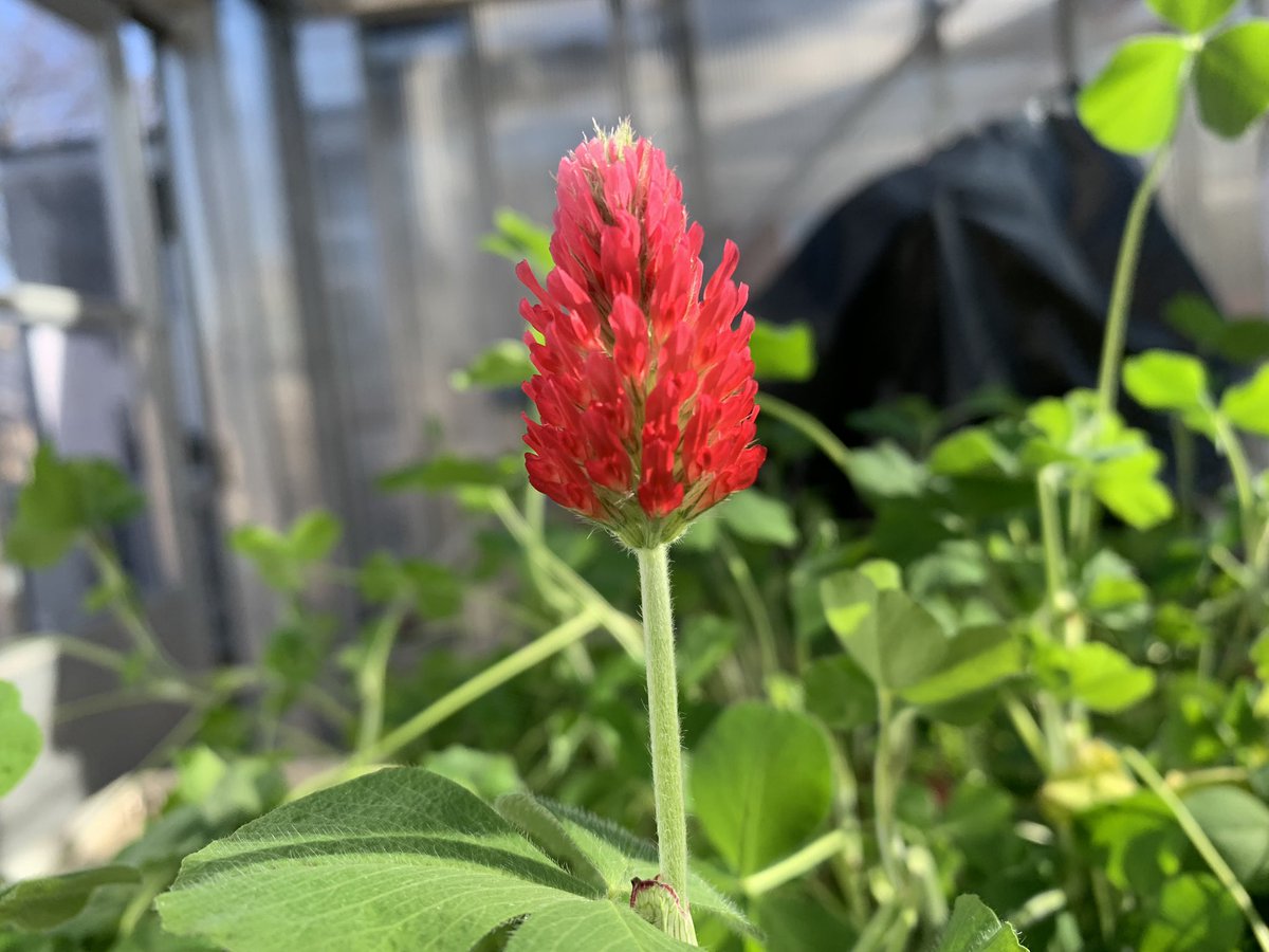 e_macdonald2's tweet photo. This clover experiment has been lovely to watch grow in the greenhouses - check out this beautiful flower! @UoABioSci https://t.co/qNtdcmbKun