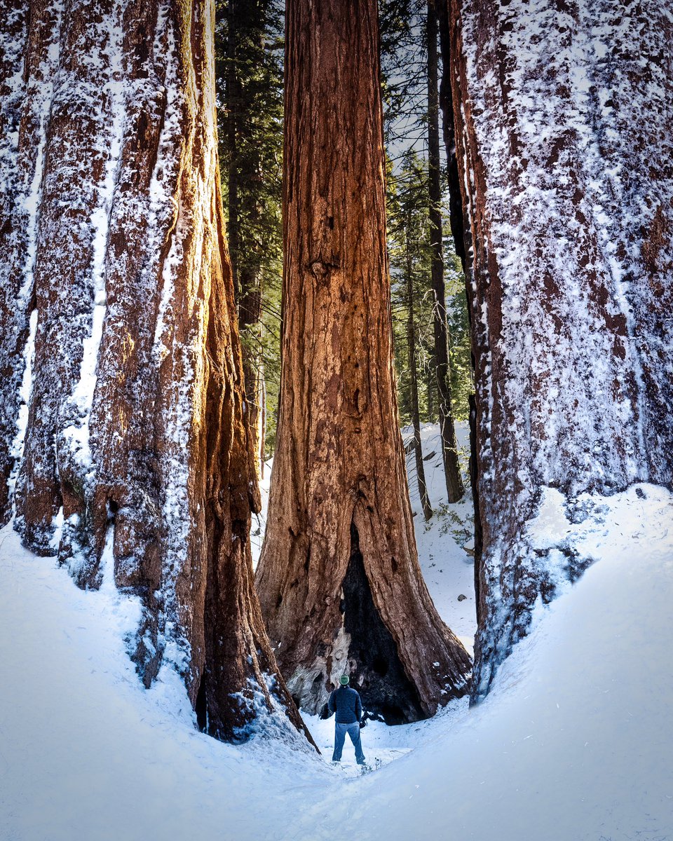 AmberArtStudio's tweet photo. Earth Day is coming this weekend so I’m pulling out the Big Boys - Giant Sequoias 

Thick. Trunk. Tuesday.💚🌲 https://t.co/f1UzcnziQt