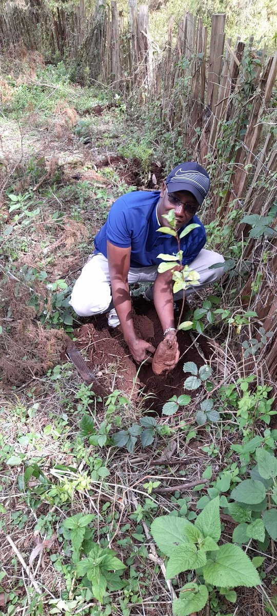 MichukiGavana's tweet photo. #treeweek2023 #ClimateAction we must get dirty for mother nature https://t.co/djB27jAEtd