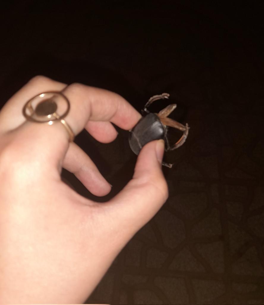 fati_hastam_'s tweet photo. علاقه ای که به گرفتن حشرات دارم>>>>>

مخصوصا اگه سوسک باشه🥹 https://t.co/tAtSA5Foxe
