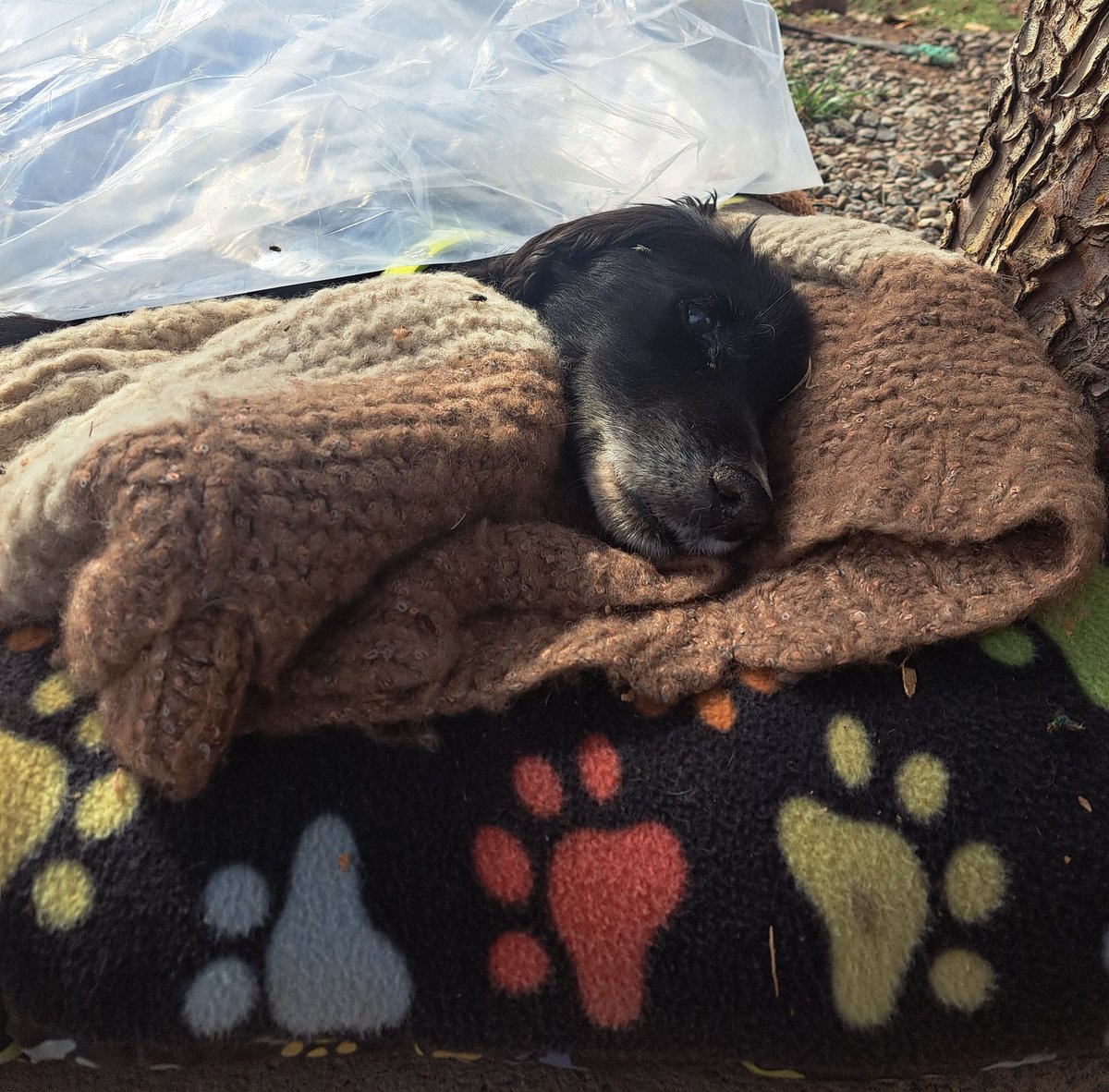 Es urgente lo publicamos en WhatsApp porque  muni no atiende telefonos se requiere ayuda para este perrito que sufre y agoniza en la calle.. Borlange interior Conchali..

Banco Estado #SextoRetiro