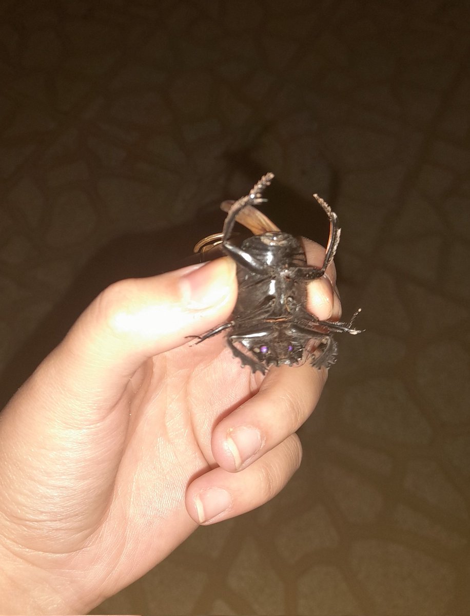 fati_hastam_'s tweet photo. علاقه ای که به گرفتن حشرات دارم>>>>>

مخصوصا اگه سوسک باشه🥹 https://t.co/tAtSA5Foxe