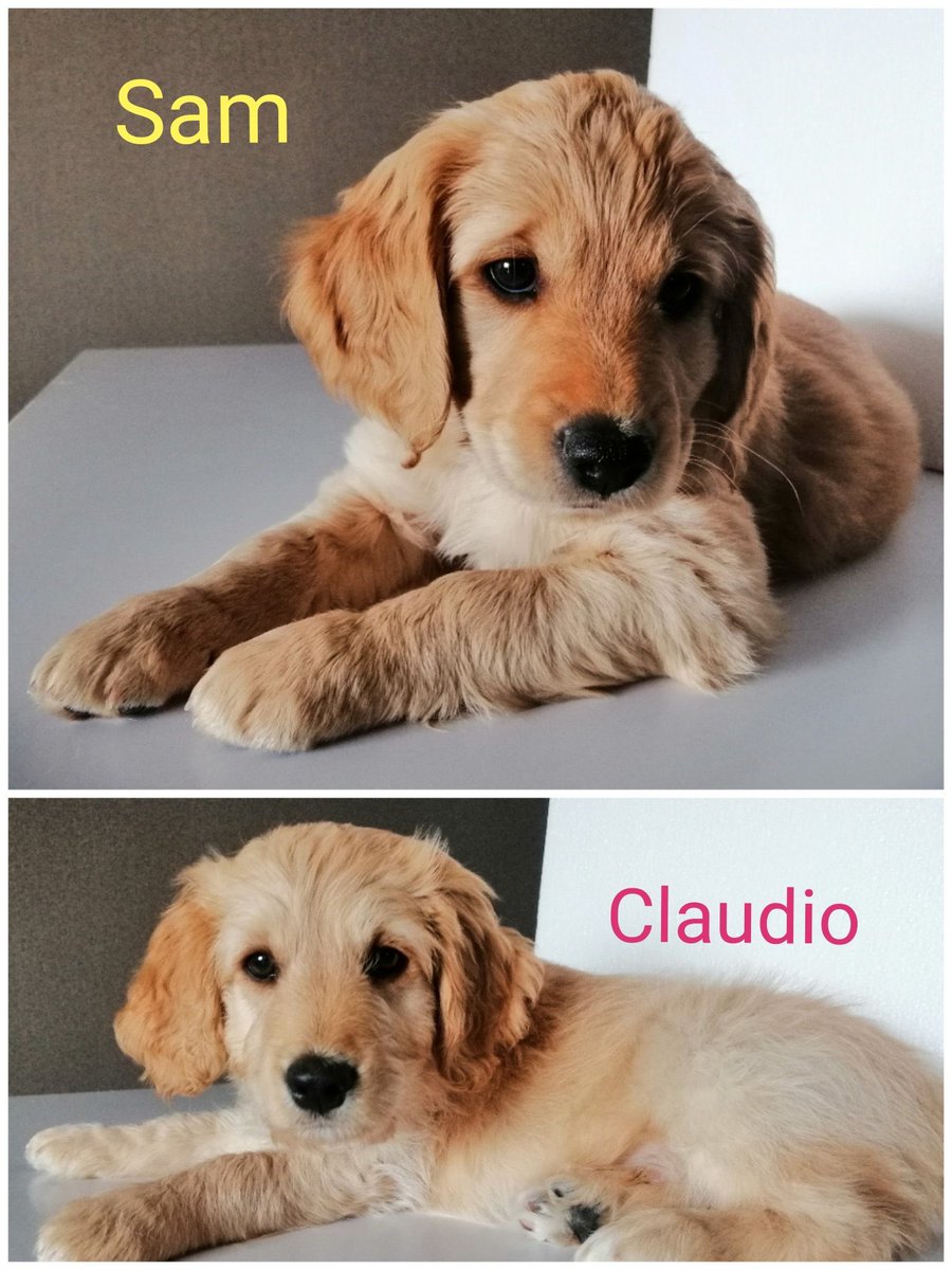 laurarubiogu's tweet photo. DIFUNDO, INFO DIRECTAMENTE AL NUNERO DE TELEFONO 3165373616 mañana cumplen 2 meses, tienen esquema de desparasitaron, la vacuna va por cuenta del Adoptante. https://t.co/H5r8b3jrA8