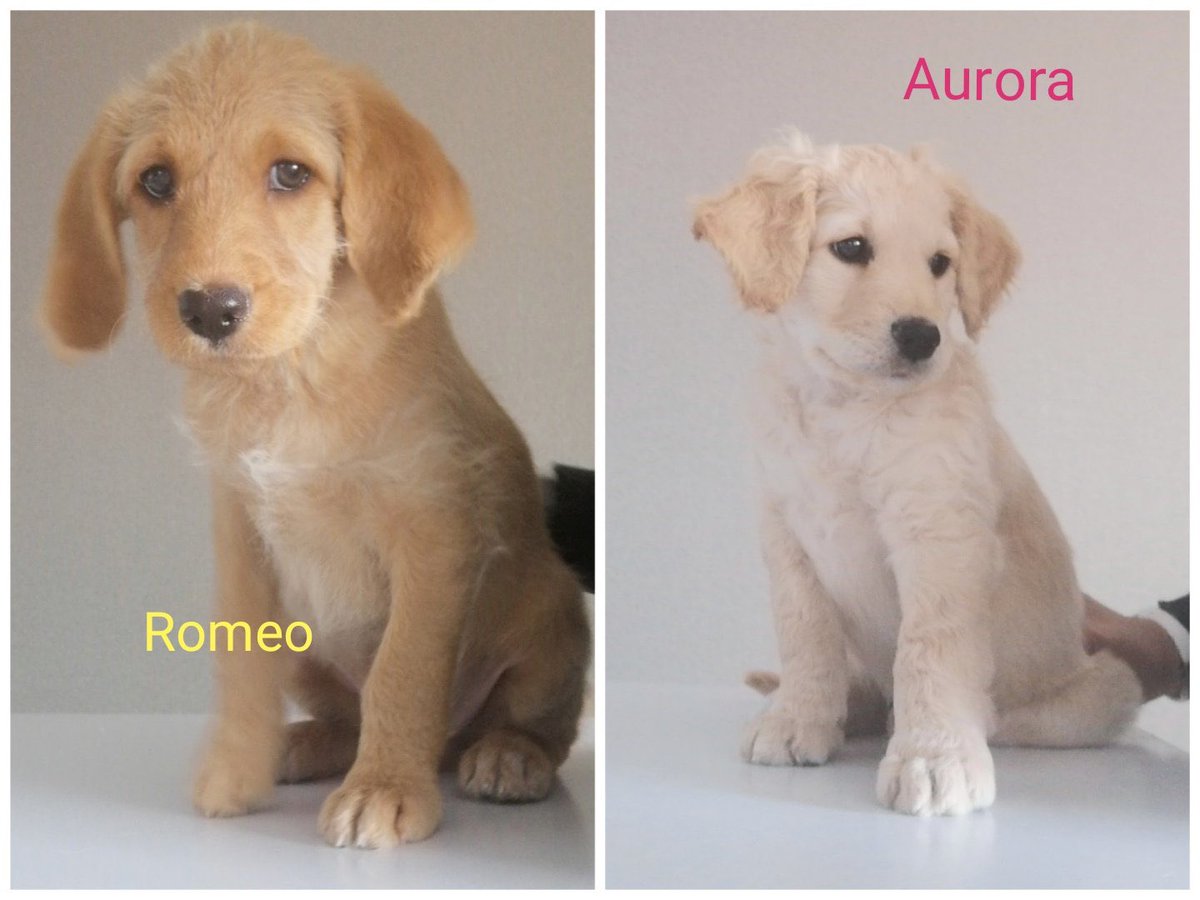 laurarubiogu's tweet photo. DIFUNDO, INFO DIRECTAMENTE AL NUNERO DE TELEFONO 3165373616 mañana cumplen 2 meses, tienen esquema de desparasitaron, la vacuna va por cuenta del Adoptante. https://t.co/H5r8b3jrA8