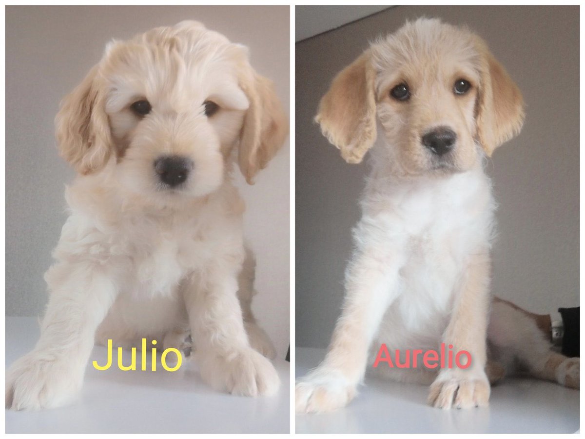 laurarubiogu's tweet photo. DIFUNDO, INFO DIRECTAMENTE AL NUNERO DE TELEFONO 3165373616 mañana cumplen 2 meses, tienen esquema de desparasitaron, la vacuna va por cuenta del Adoptante. https://t.co/H5r8b3jrA8
