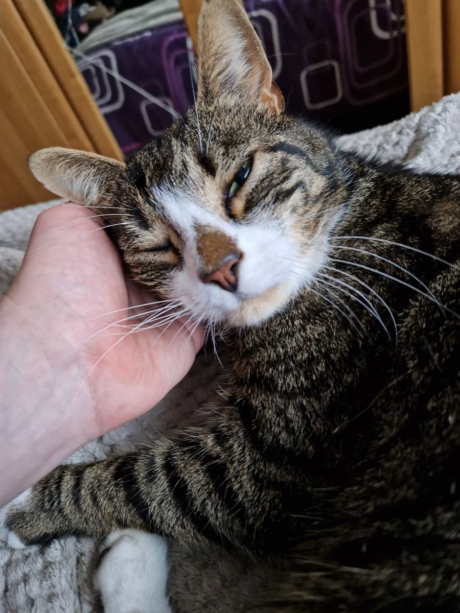 drdeanburnett's tweet photo. This is Pickle's "While I enjoy head scratches, I could still kill you on a whim if I wanted to" face
#Pickle #Cat #ContainsMultitudes https://t.co/IPoHWY0BlZ