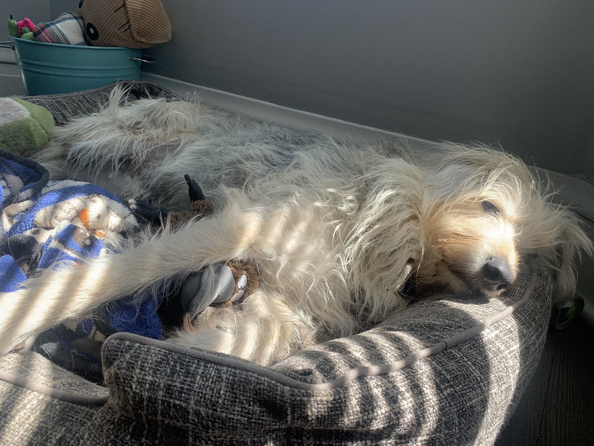 Reckless_Attack's tweet photo. I’ve written and deleted several tip or rant or advice engagement threads and decided today is for #poddogs in the sun instead https://t.co/C2B0DmdWLu