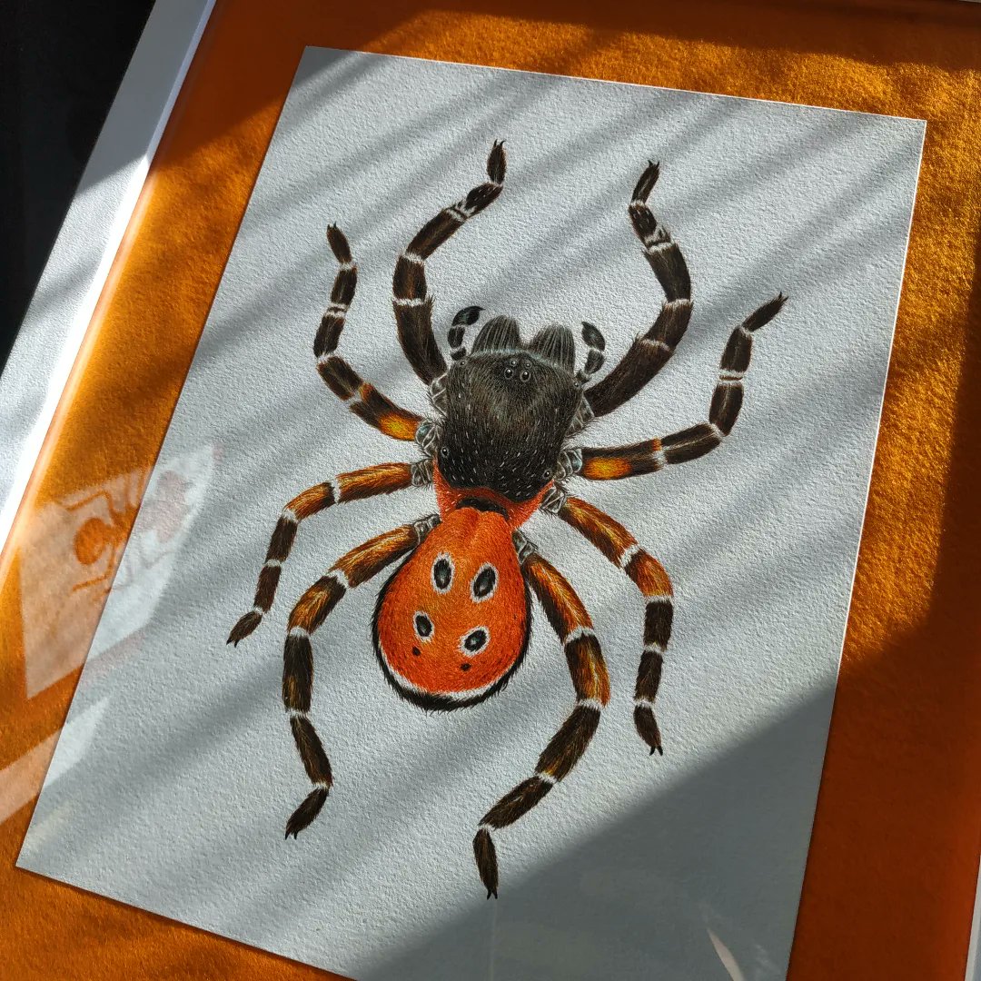riccardoborges's tweet photo. #Eresus kollari, a beautiful species from Europe, painted in watercolor on paper.
#spider #watercolor #scientificillustration #ladybirdspider #chelicerata #araneae https://t.co/p7kWH35cLd