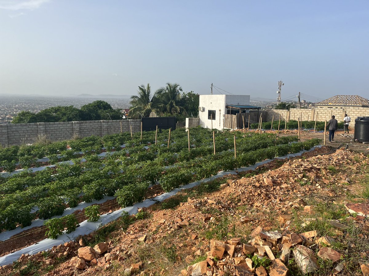 Leninsorrr's tweet photo. This is what we do.. farmers we be.. @EfoKofi_fmr @Franco079 @DefarmerAlex @AgyemanCharles @afriyfa @dansoa_maame @HGTGhana @SeyramOfficial https://t.co/VIkuUXlZ33