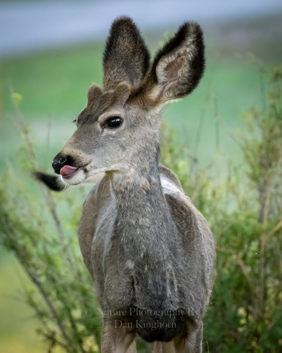 The mighty #MuleDeer buck sassing the photographer!  #TonguesOutTuesday